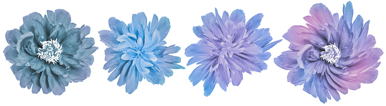 Set purple  peonies  flowers   on white isolated background with clipping path. Closeup. Nature.