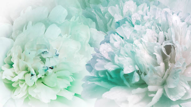 istock Floral spring background.  Peonies flowers.  close-up.   Nature. 1495424621