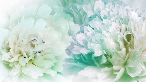 istock Floral spring background.  Peonies flowers.  close-up.   Nature. 1495426044