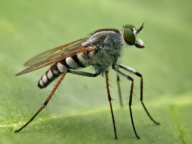 istock Close up of a Therevidae insect. 1495426109