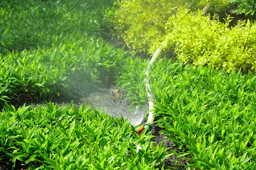 Watering plants in the garden