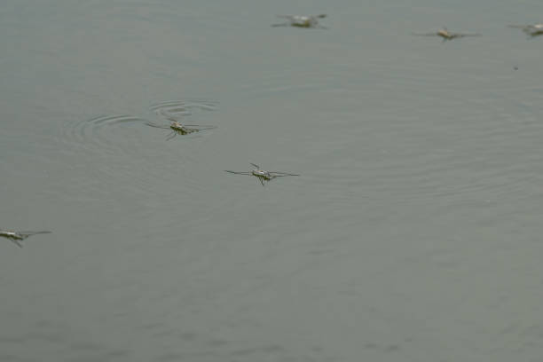 istock Insect Gerris lacustris, known as common pond skater or common water strider 1495426129