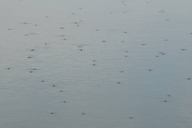istock Insect Gerris lacustris, known as common pond skater or common water strider 1495426135