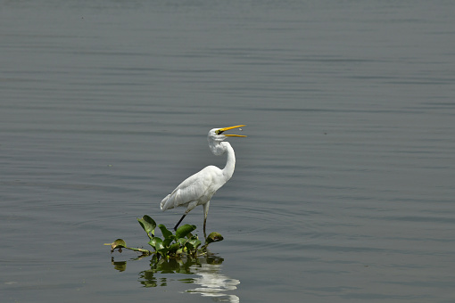 A closeup of a single eastern great egret eating hunted fish in a river during the summer