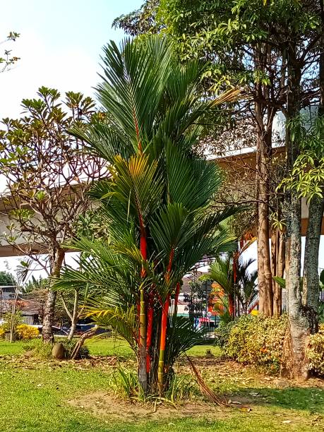 istock Cyrtostachys renda or  red palm 1495427531