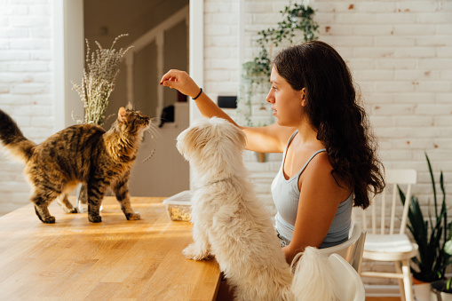 Girl playing and giving her pets  treats for a good behaviar