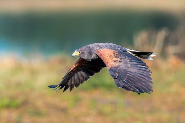 istock Selective focus shot of a brown desert hawk in flight over a pond 1495428478