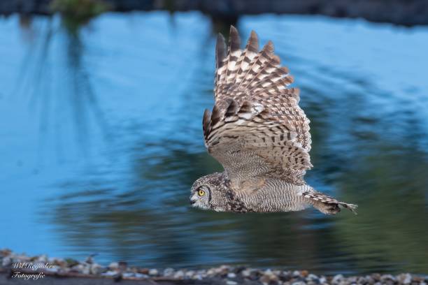 istock Selective focus shot of an African eagle owl mid flight 1495428483
