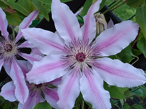 The intricate blueish purple and white flower of a Colorado columbine, Aquilegia Coerulea,