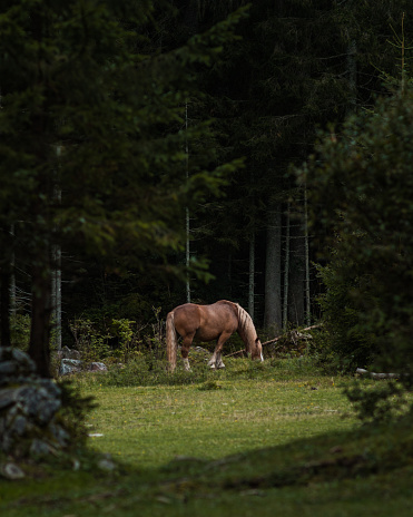 horses in nature at lago di fusine - Italy