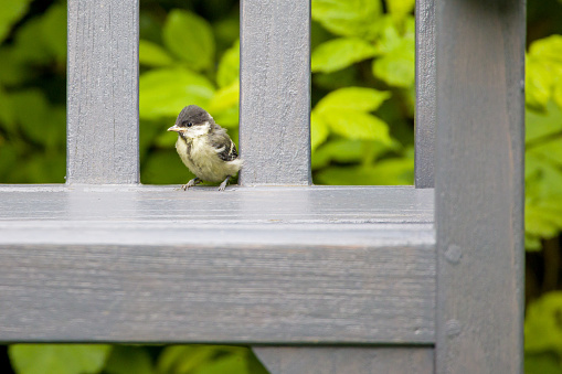a young little bird in the garden
