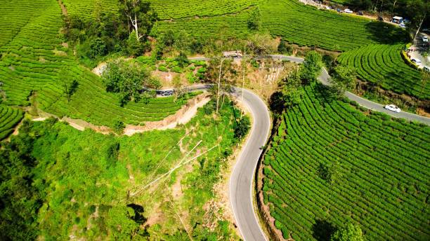 istock Aerial view of greenery field surrounded by dense trees 1495429242