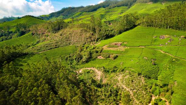 istock Aerial view of greenery field surrounded by dense trees 1495429255