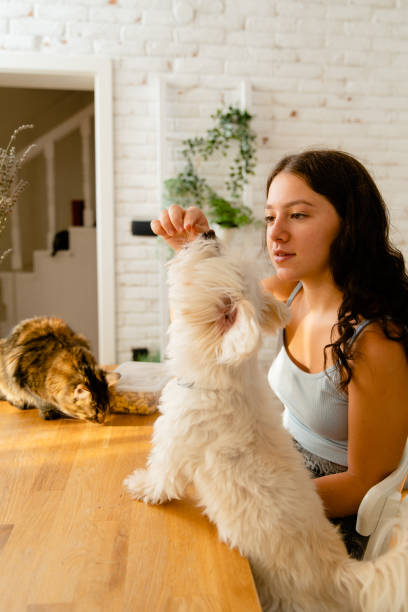 istock Girl playing with her pets treating them with snacks 1495429337