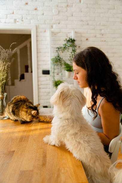 istock Girl playing with her pets treating them with snacks 1495429357
