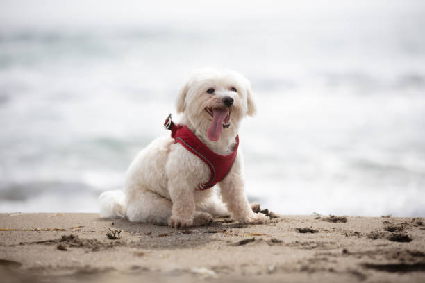 istock Little white dog on the beach. 1495429379