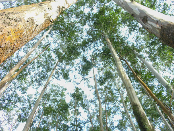 istock Eucalyptus tree plantation at Ooty, India 1495430454