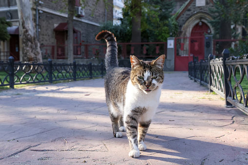 Tabby cat walking in garden of a church