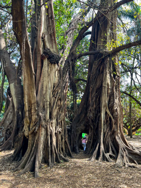 istock Tarzan tree in Jardin d'Essai du Hamma in Algiers 1495431161