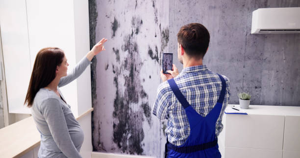 Mold Inspection And Remediation