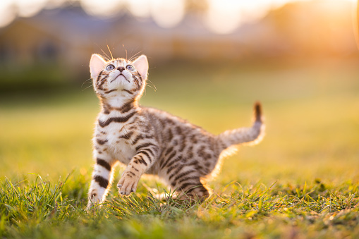 A purebred Bengal kitten outdoors on a field in sunset light. The kitten is looking up. Vertical photo with copy space room for text.