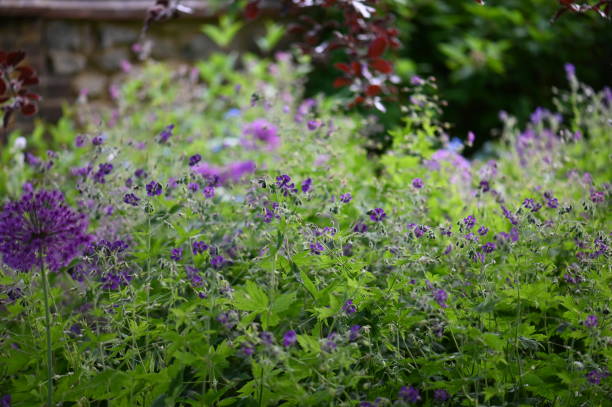 istock Purple summer garden border 1495432083