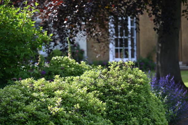 istock Pittosporum shrub 1495432091