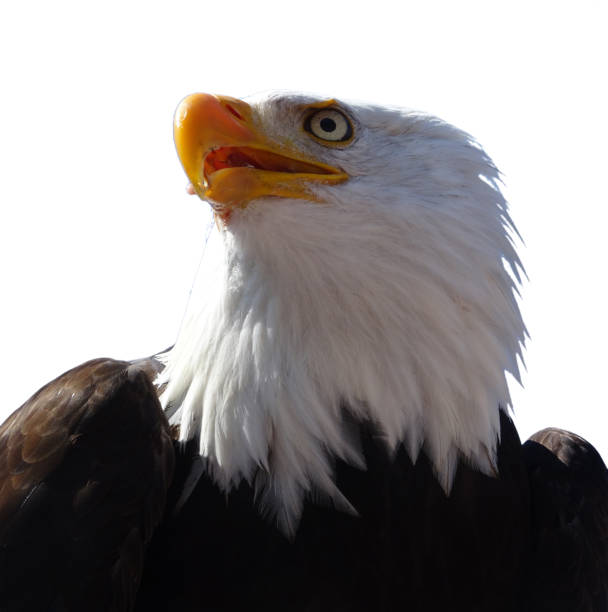 istock Close-up of the famous American bald eagle 1495432422