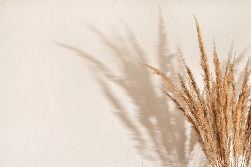 Dried meadow grass bouquet and elegant sun light shadows on beige wall background, aesthetic summer backdrop, copy space
