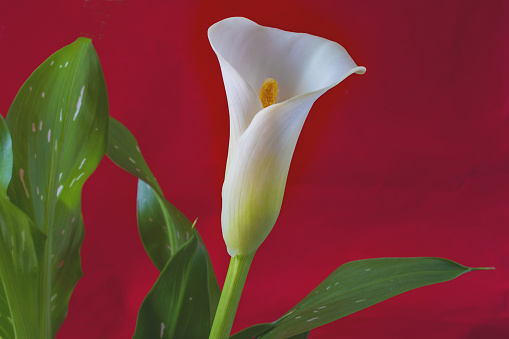 A beautiful single white lily in close uagainst a red background