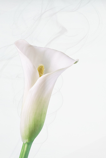 A high key beautiful single white lily set against a pale blue whispy background