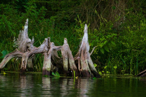 racines de grands arbres au bord de l’eau - waters edge lake beach tree photos et images de collection