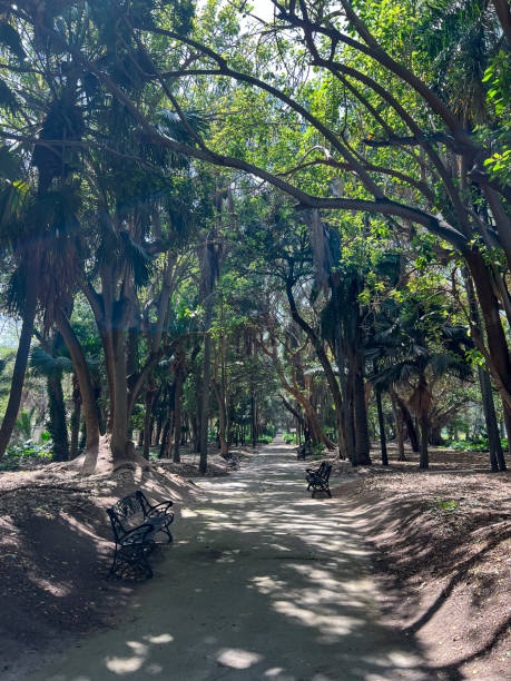 istock Alley in a botanical garden du Hamma in Algiers 1495434285