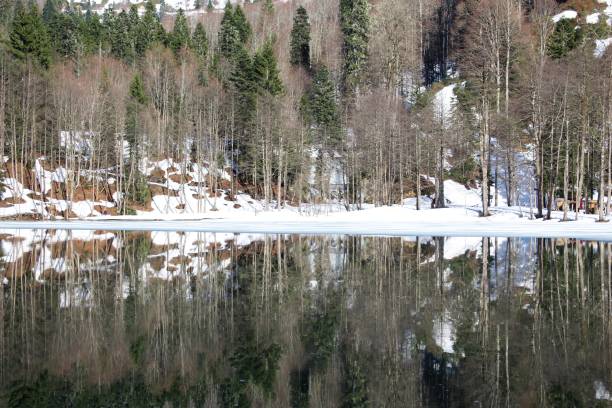 istock Reflection of forest in the lake 1495435880