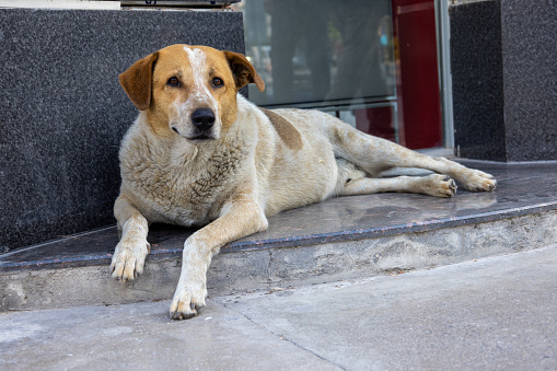 Stray dog lying in front of a building on the street