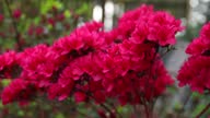 istock Rhododendron bush with bright pink flowers grows in the garden. Japanese Azalea 1495439706