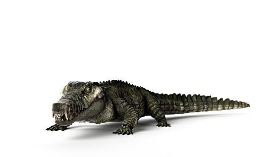 crocodile on white background