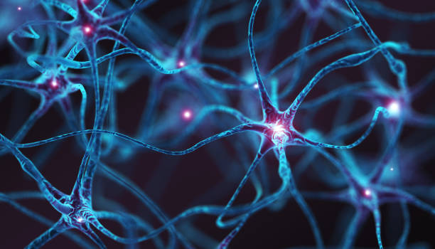 Neurons - Concept Neurons. Concept. 3D Render human nervous system stock pictures, royalty-free photos & images