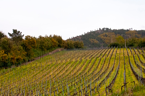 Vineyards of Chianti in Firenze province, Tuscany, Italy, at summer