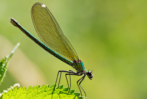 Close up of an Emerald Damselfly on a nettle plant