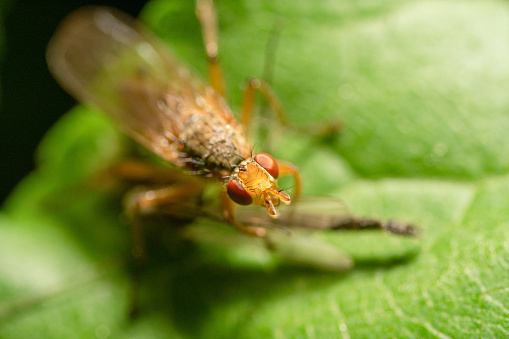 Ultra close-up of fly with bright red eyes on the green leaf