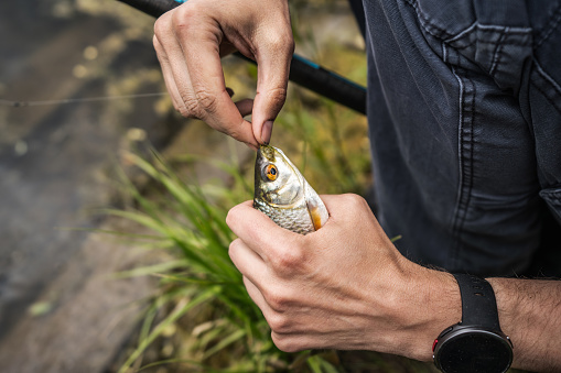 The fisherman takes the hook out of the perch's mouth by using fishing extractor
