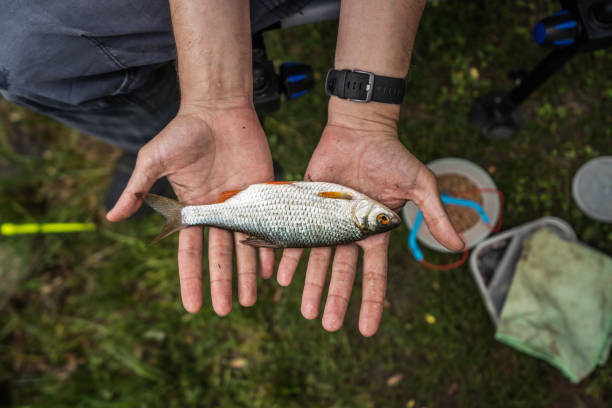 Catch. The roach wish on the Fishermans hands.