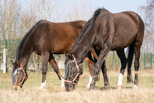 Two brown horses with fly protection masks on the face grazing in the meadow in spring