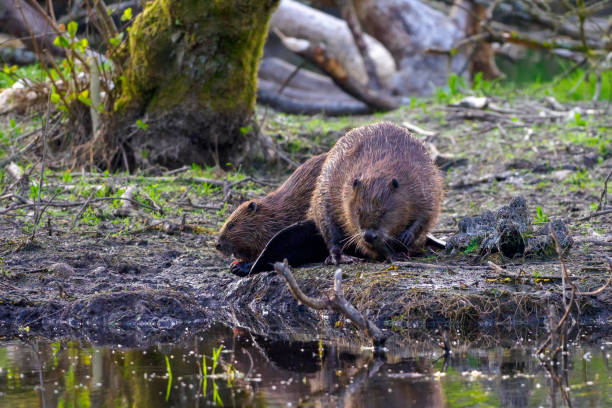 istock Two Eurasian Beavers (Castor fiber) by a pond in Scotland 1495444579