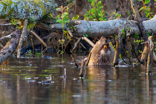 A Eurasian Beaver (Castor fiber) showing its teeth in a pond in Scotland