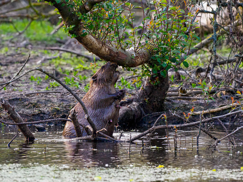 A female Eurasian Beaver (Castor fiber) on the bank of a pond in Scotland