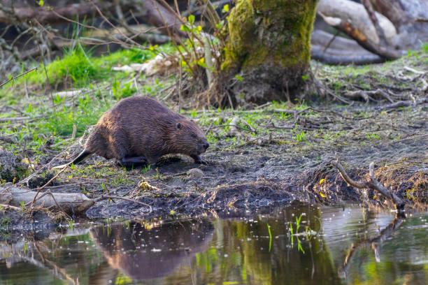 istock Eurasian Beaver (Castor fiber) by a pond in Scotland 1495444677
