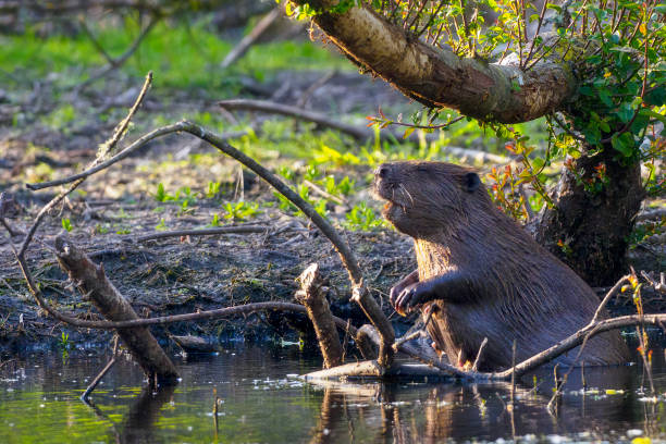 A Eurasian Beaver (Castor fiber) on the bank of a pond in Scotland