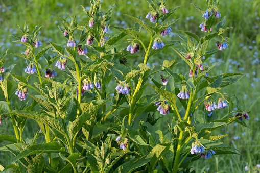 Comfrey Symphytum a wildflower in the genus of flowering plants in the borage family, known to be used in herbal medicine. This was taken in the early morning sun, Suffolk England UK,